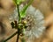 Bloomed dandelion in nature grows from green grass