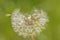 Bloomed dandelion in nature grows from green grass.Old dandelion closeup.Plant