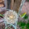 Bloomed dandelion seeds, ornamental plant, summer