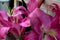 Bloomed flowers with huge pink petals in close up