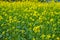 Bloomed mustard flowers closeup views on the fields