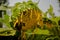 Bloomed Out Giant Helianthus Sunflower