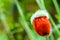 Almost bloomed poppy flower bud on green blurred background