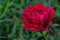 Bloomed red rose with rain drops on petals in front of blurry patterned background. winter concept