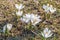 Bloomed snowdrops close-up