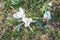 Bloomed snowdrops close-up