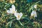 Bloomed snowdrops close-up