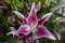 Bloomed Stargazer Lily