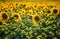 Bloomed sunflowers in the field