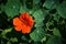 Bloomed Tropaeolum Majus