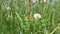 Bloomed white dandelion close-up in the grass.