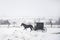 Bloomfield Iowa Amish horse and buggy in snow storm