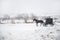 Bloomfield Iowa Amish horse and buggy in snow storm