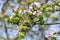 Bloomimg Apple Tree