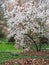 Bloomimg magnolia forest Magnolioideae at a rainy day