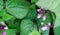 Bloomimg purple flowers of garden bean plants, top view