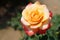 Bloomimg Queen Sirikit Rose, Rosa `Queen Sirikit` is a hybrid ro