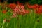 Bloomimg red lycoris radiata