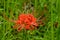 Bloomimg red lycoris radiata