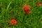 Bloomimg red lycoris radiata