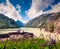 Bloomind flowers on the coast of Grimselsee reservoir on the top