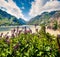 Bloomind flowers on the coast of Grimselsee reservoir on the top