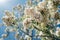 Blooming acacia against the blue sky