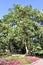 Blooming acacia tree in the park