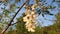 Blooming acacia tree white flowers. Fresh flourishing spring forest. Close up of robinia pseudoacacia, locust blossom, marvelous f