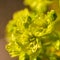 Blooming acer platanoides detail