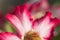 Blooming Adenium flower close-up
