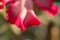 Blooming Adenium flower close-up