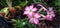 blooming adenium flower in the garden