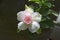 Blooming Adenium flower in sunlight