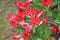 Blooming Adenium Obesum or Desert rose flower