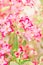 Blooming Adenium Obesum pink flowers