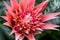 Blooming Aechmea fasciata