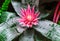 Blooming Aechmea fasciata. Beautiful flower similar to a lotus.