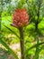 A Blooming Aechmea fasciata Silver vase or Urn plant is a species of flowering plant