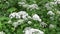 Blooming aegopodium podagraria grass in summer. Medicinal wild plant. Live panorama, moving the camera.