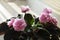 Blooming African violet. Saintpaulia Pink Wave