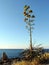 Blooming agave