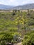 Blooming agave near Torre di Porto Corallo, Sardinia