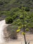 Blooming agave near Torre di Porto Corallo, Sardinia