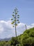 Blooming agave near Torre di Porto Corallo, Sardinia