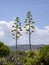 Blooming agave near Torre di Porto Corallo, Sardinia