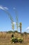 Blooming agave plants