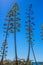 Blooming agave trees against the sky