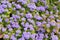 Blooming Ageratum houstonianum