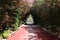 Blooming alley with roses in beautiful park